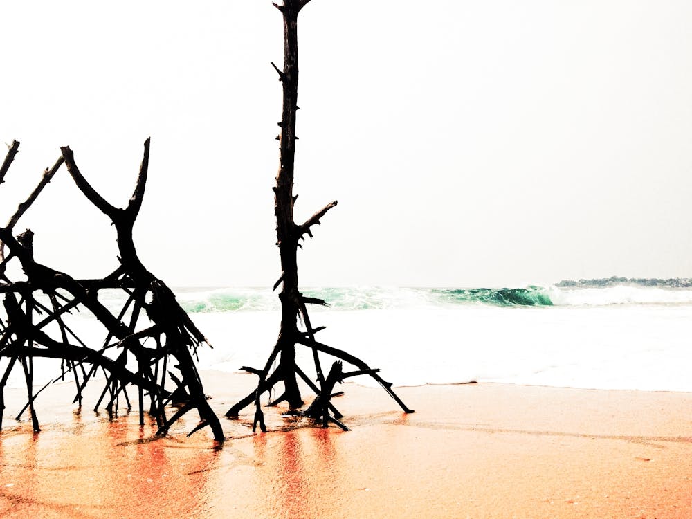Tree Trunks On The Beach