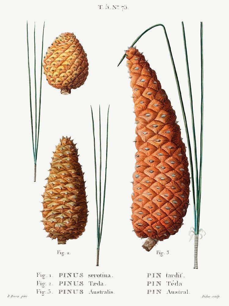 Pond Pine, Loblolly Pine And Black Pine, Pierre Joseph Redoute