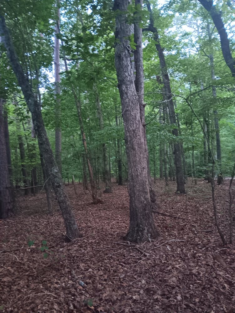 Woods