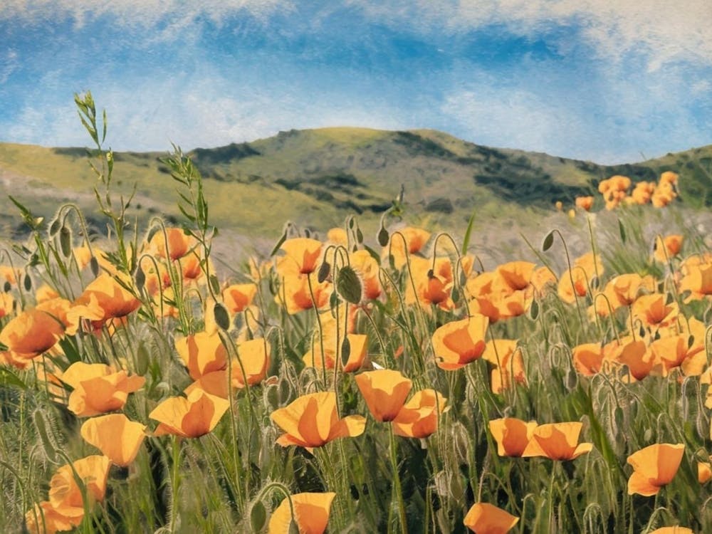 Golden California Poppy Field - Floral