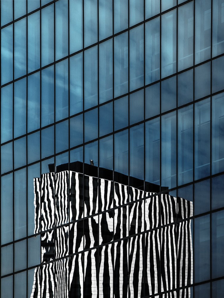 the zebra neighbor