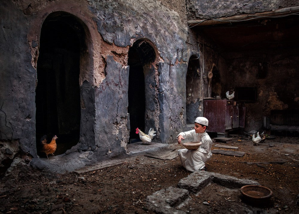 Hen feeding