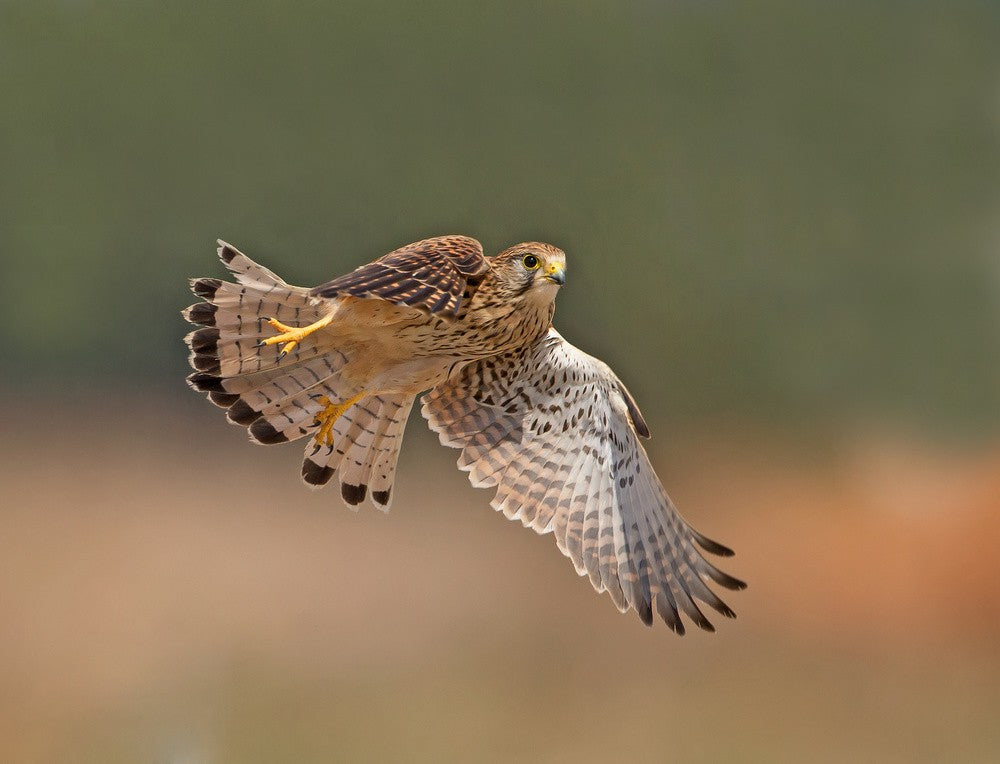 Common Kestrel