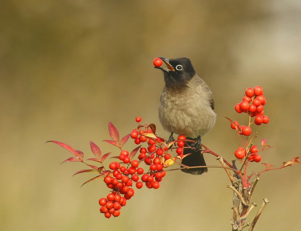 Bulbul with Nandina