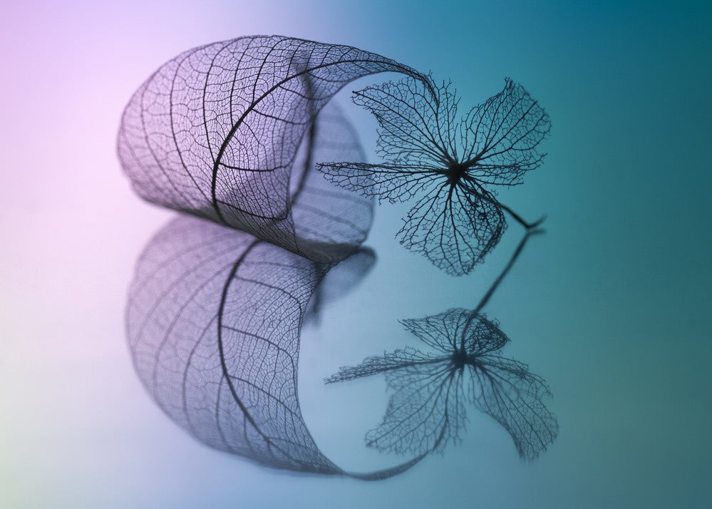 Geschichte von Blatt und Blume