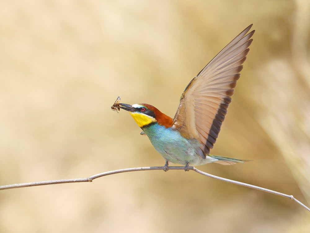 Bee-eater with a Bee