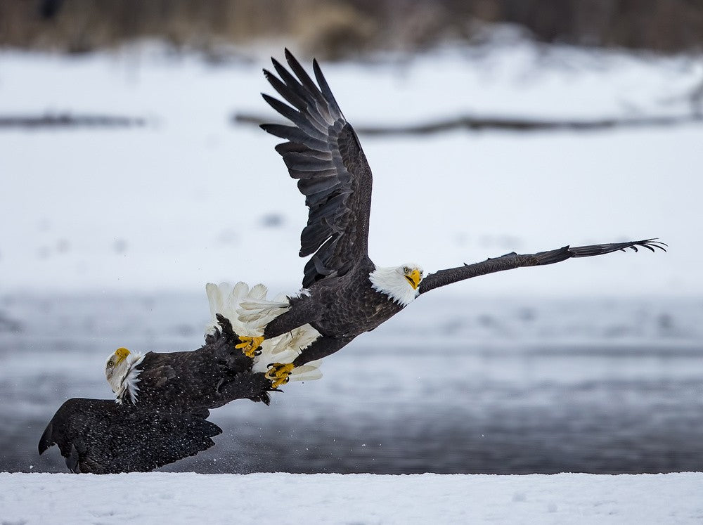 Bald Eagles - shaking talons