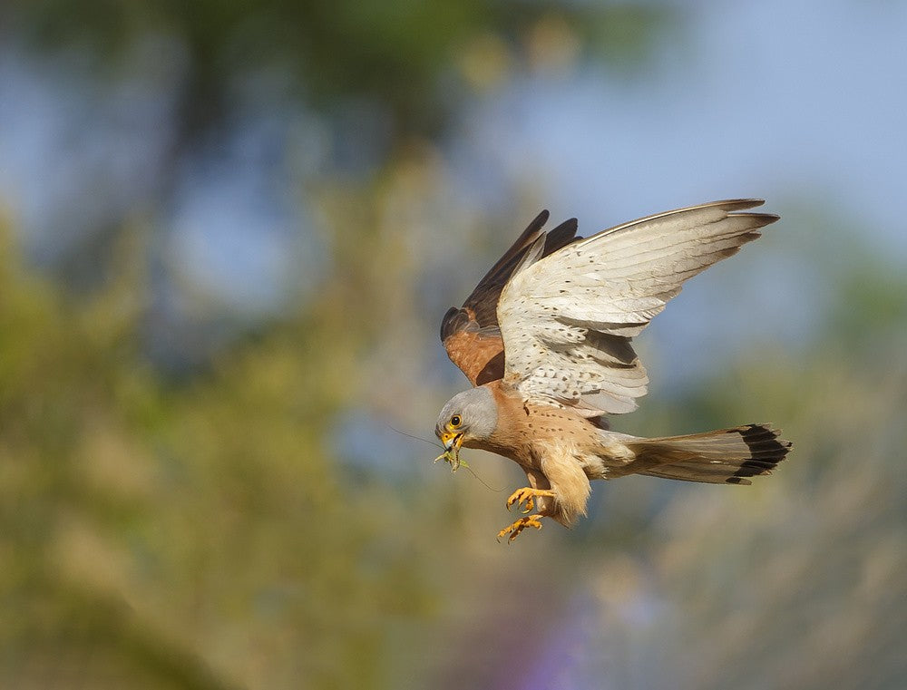 Lesser Kestrel