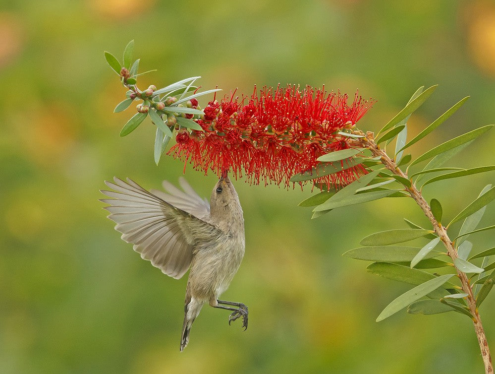 Palestine Sunbird with Kalistemon