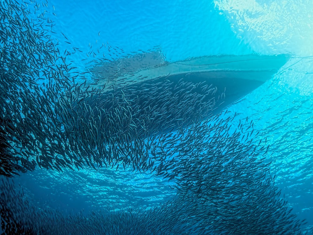 Sardines under the Boat