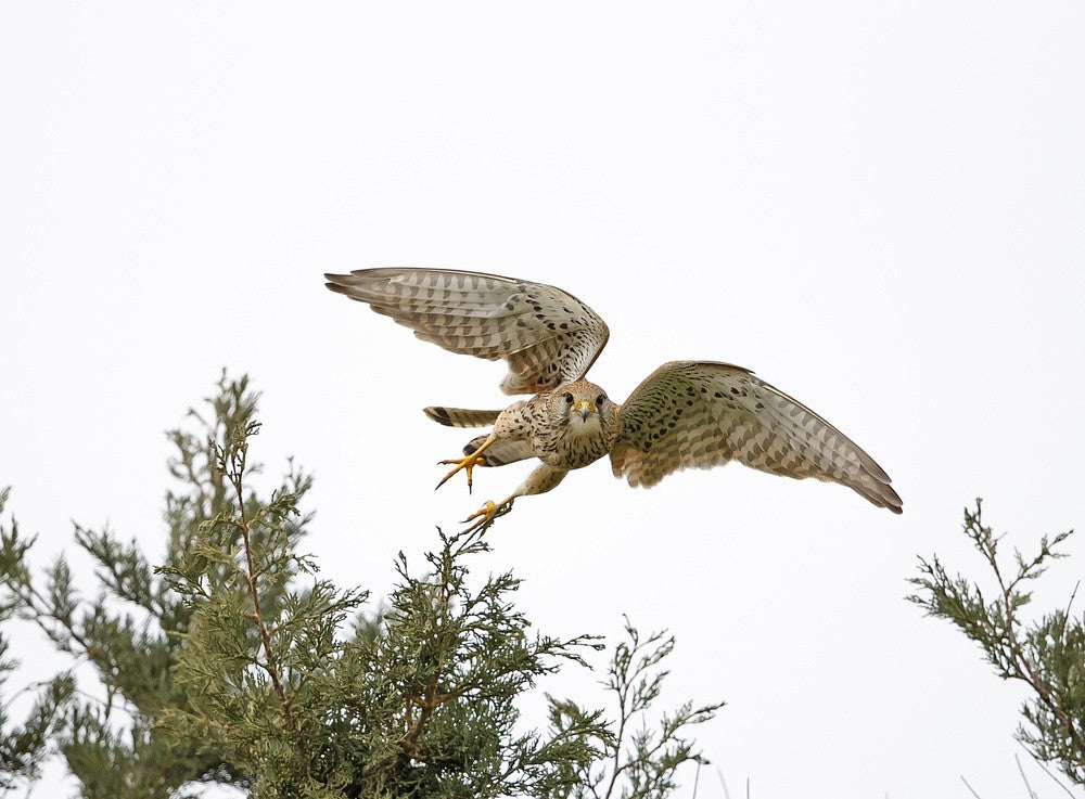 Common Kestrel