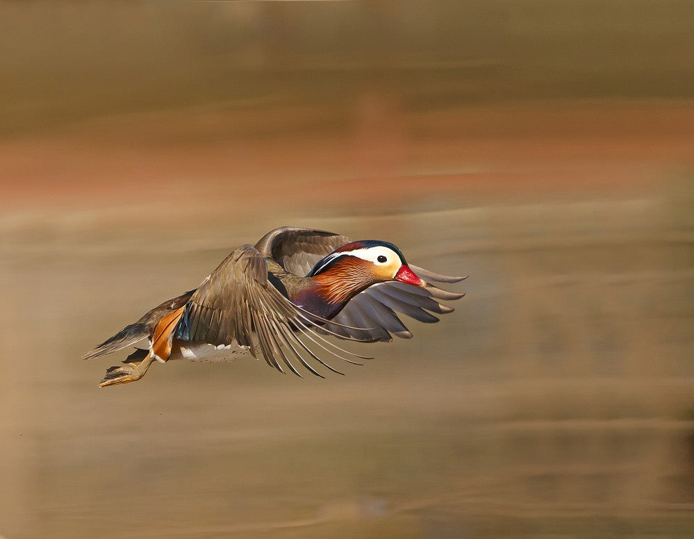 Mandarin Duck