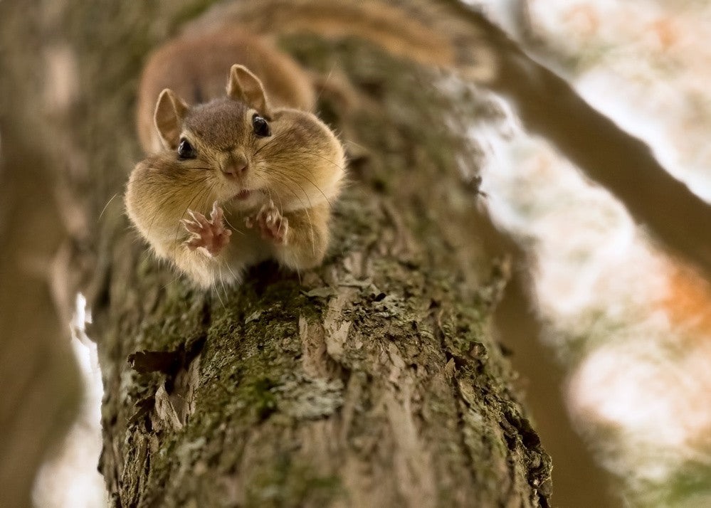 Don't you even try to grab my nuts!