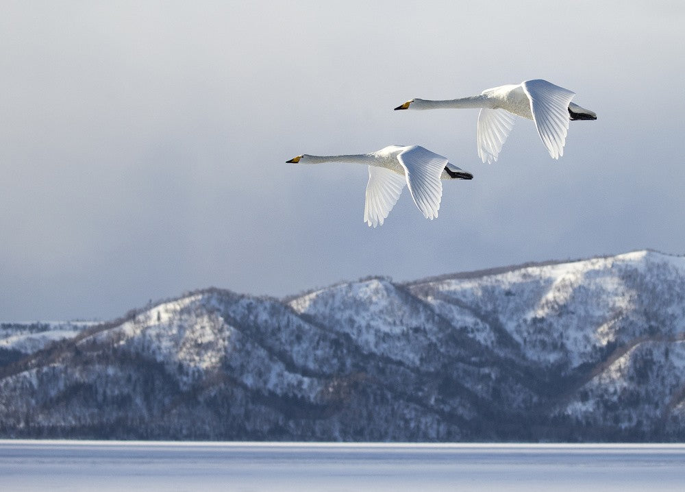 Swan@Kussharo Lake