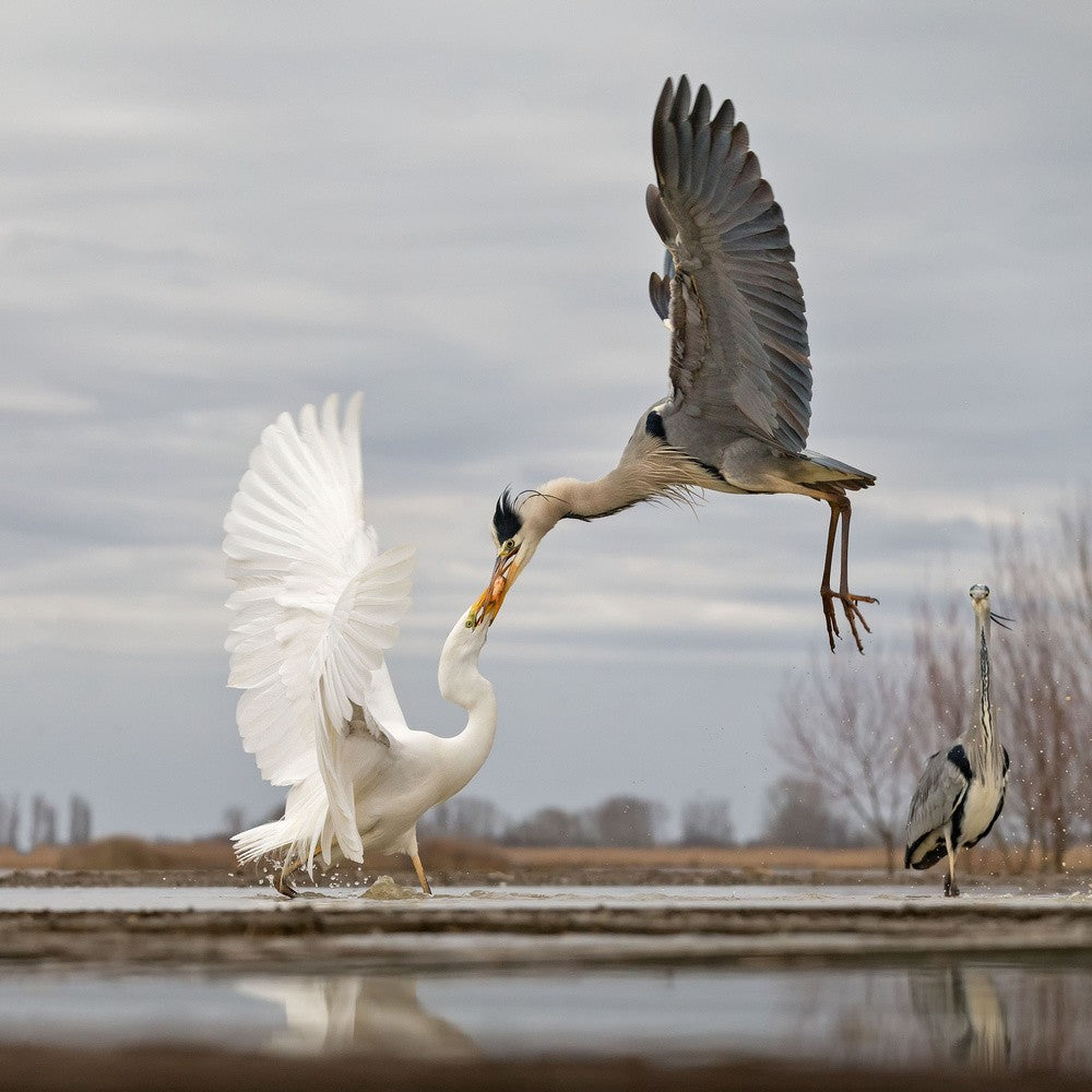 Don't try to steal it from me!