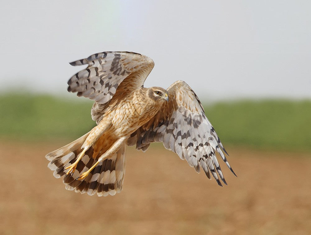 Pallid Harrier
