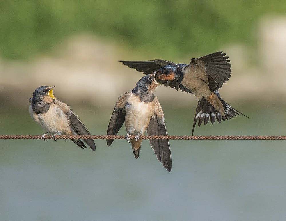 swallow