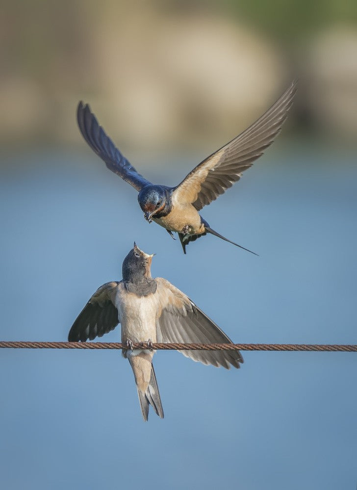 feeding