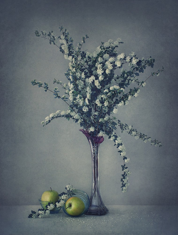 Spiraea