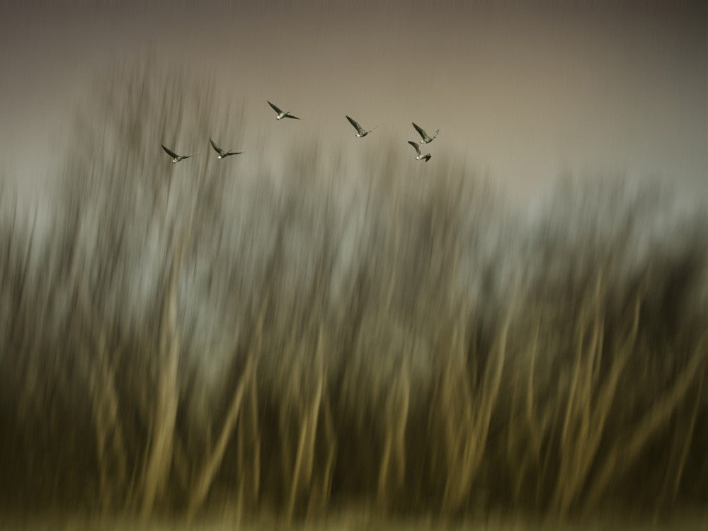 Early Spring Vision...