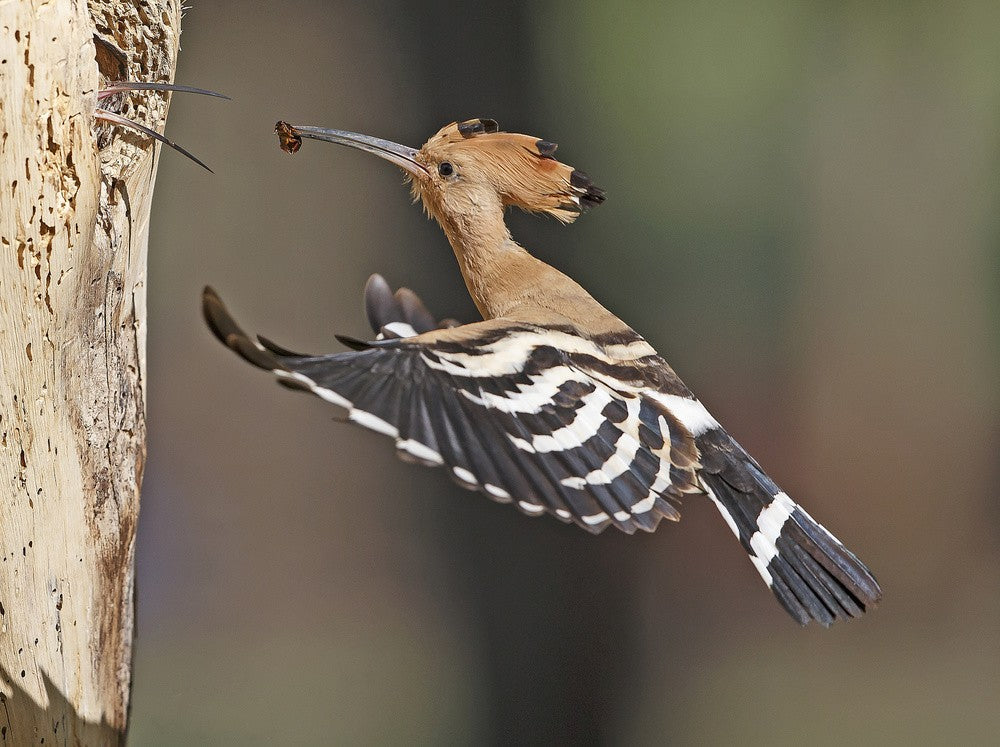 Hoopoe - Feeding the Female