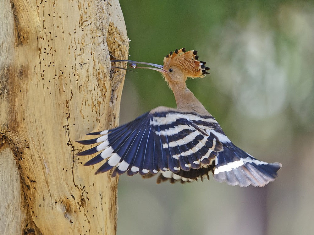 Hoopoe - Feeding the Female 2