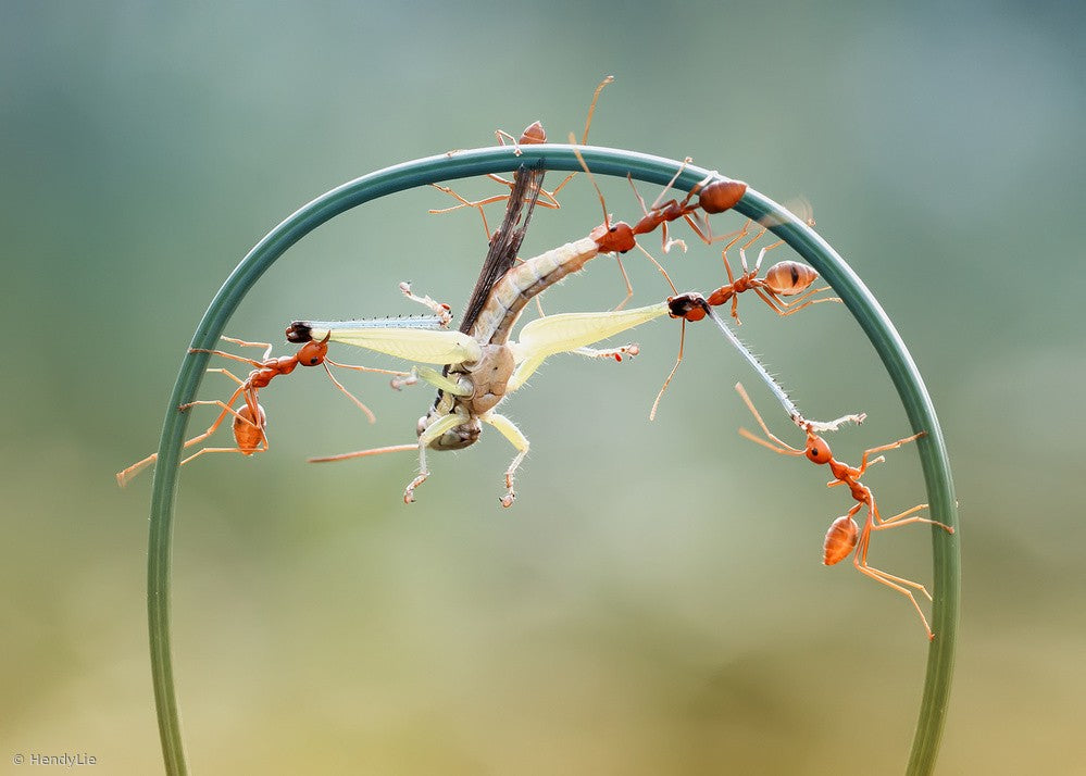 Teamwork