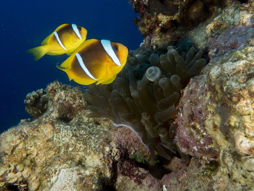 Anemonefish
