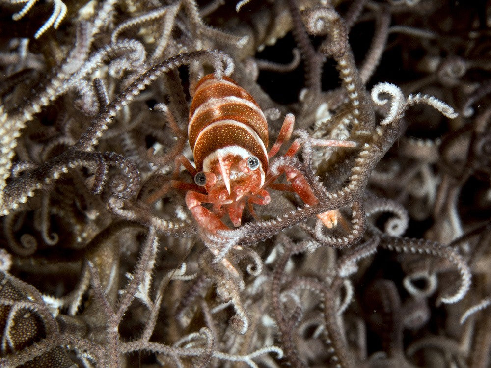 Basket Star Shrimp
