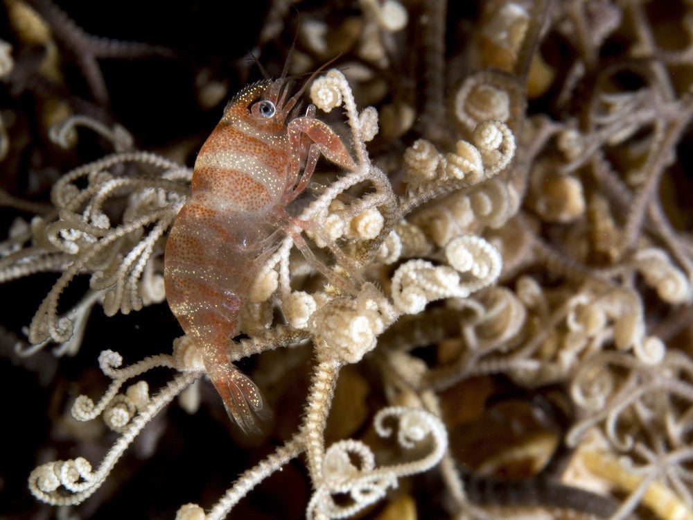 Basket Star Shrimp