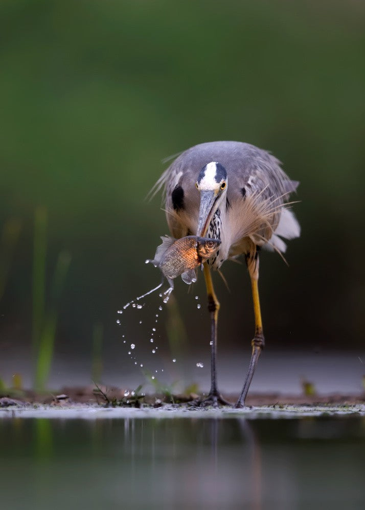 I Got You!