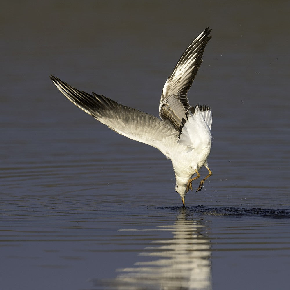 Möwe