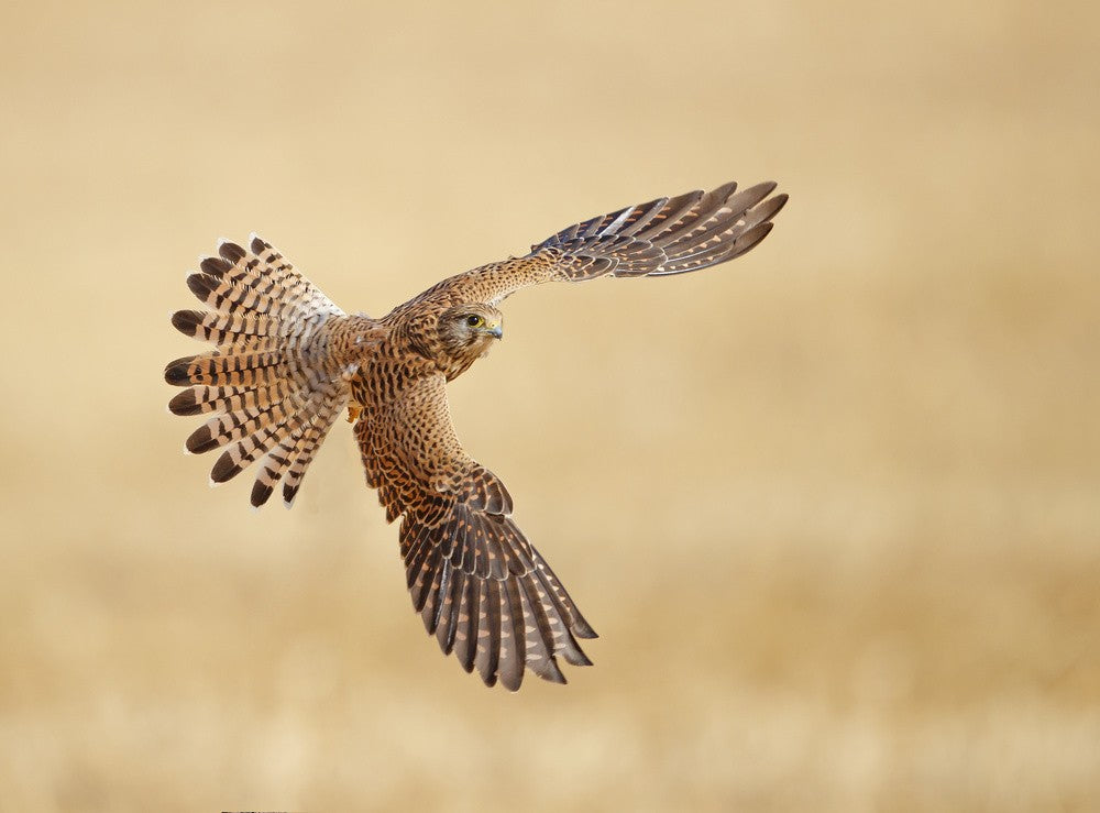 Common Kestrel