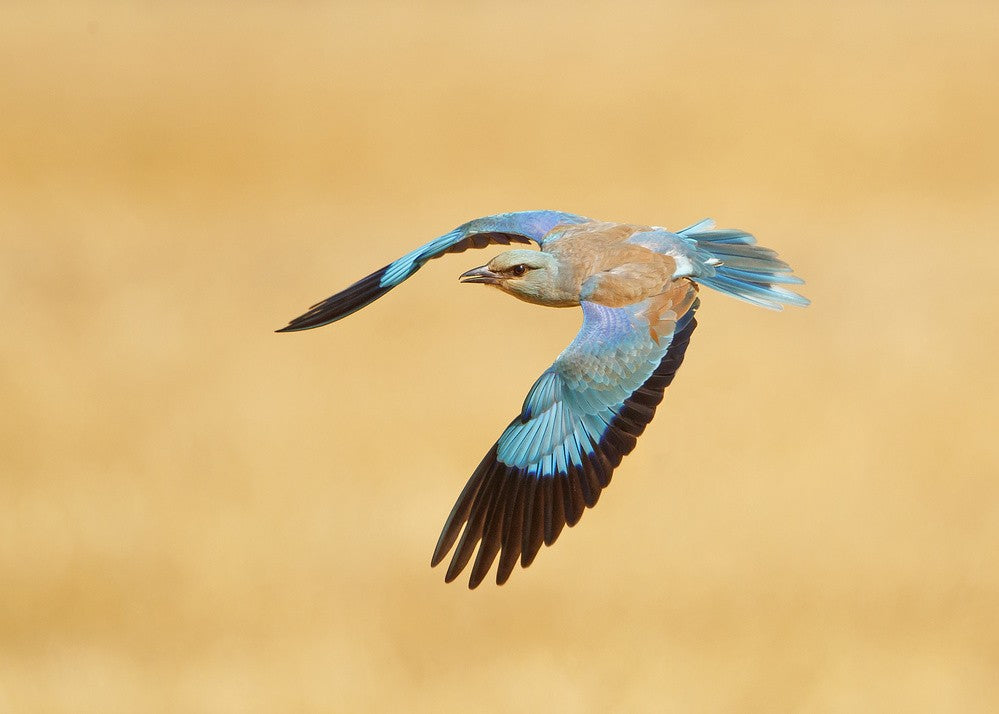 ROLLER