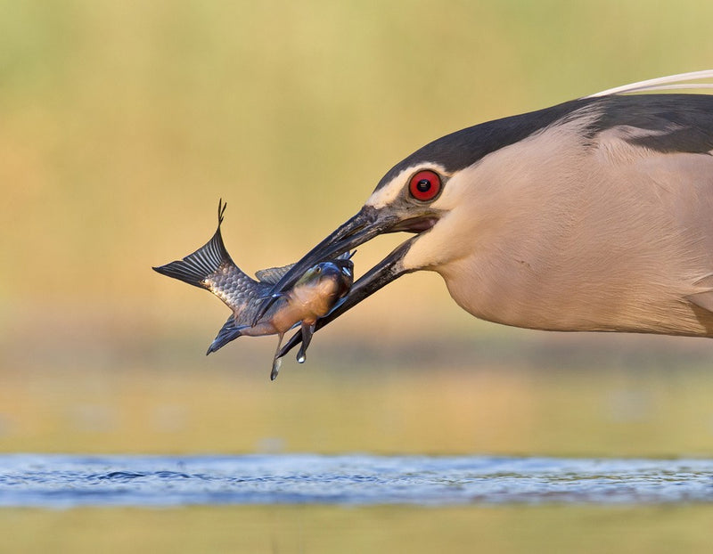 A Fish!