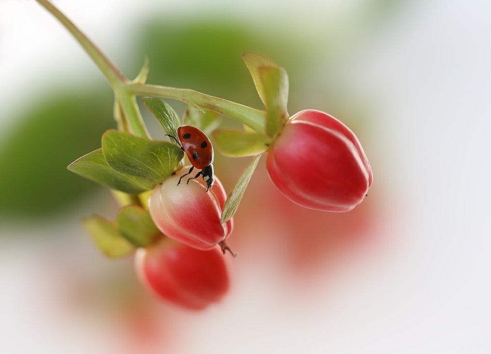 Red and green