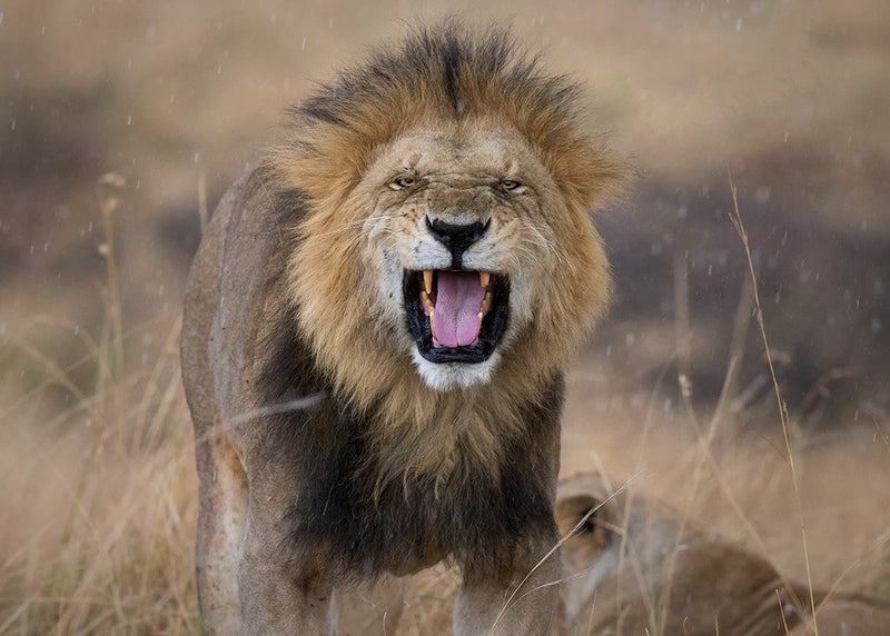 The King is Mad