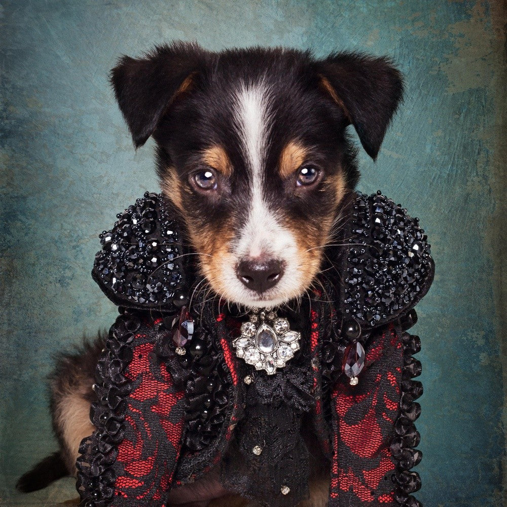 Glam Dog