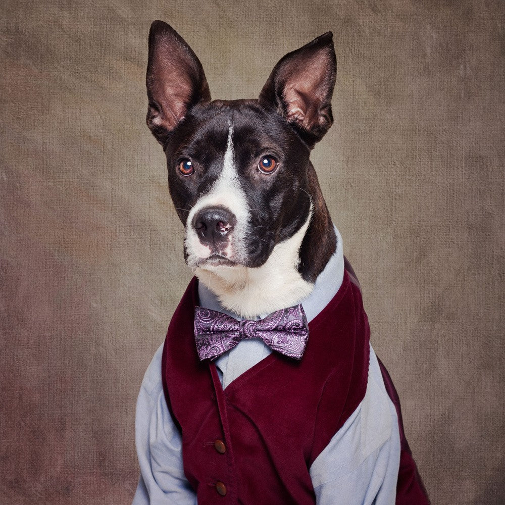 Shelter Pets Project - Petey