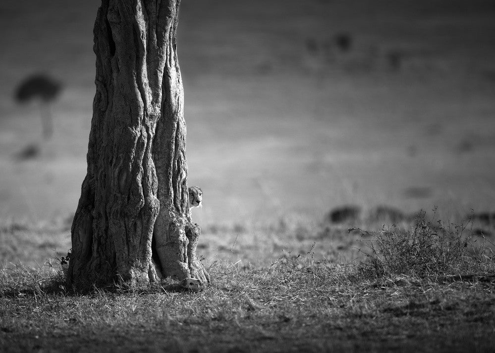 Watching For Hunting