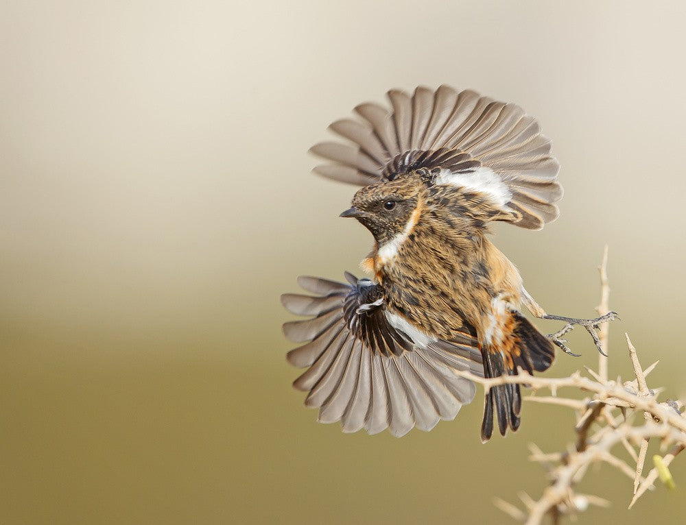 Stonechat