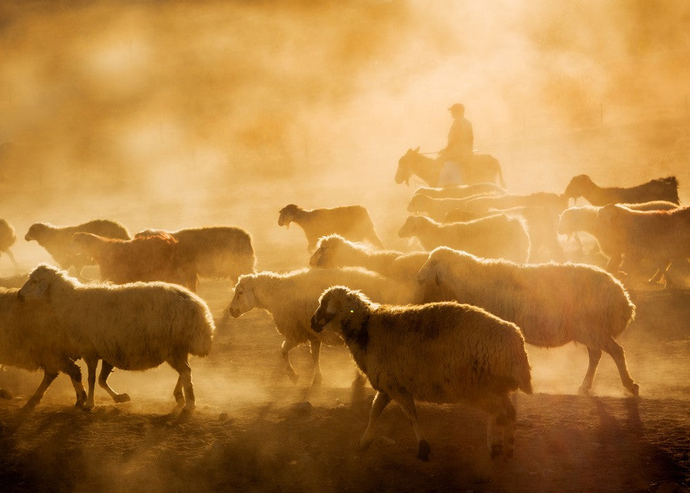 sheep flock