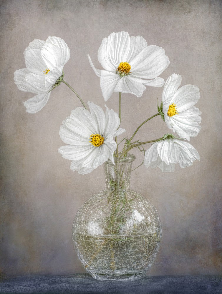 Simply Cosmos