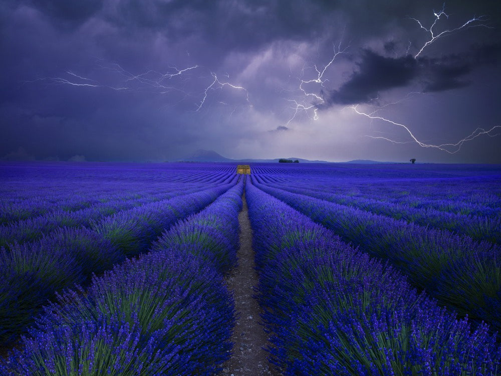 Wetter im Lavendelfeld