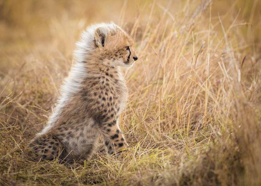 Watching You Mom