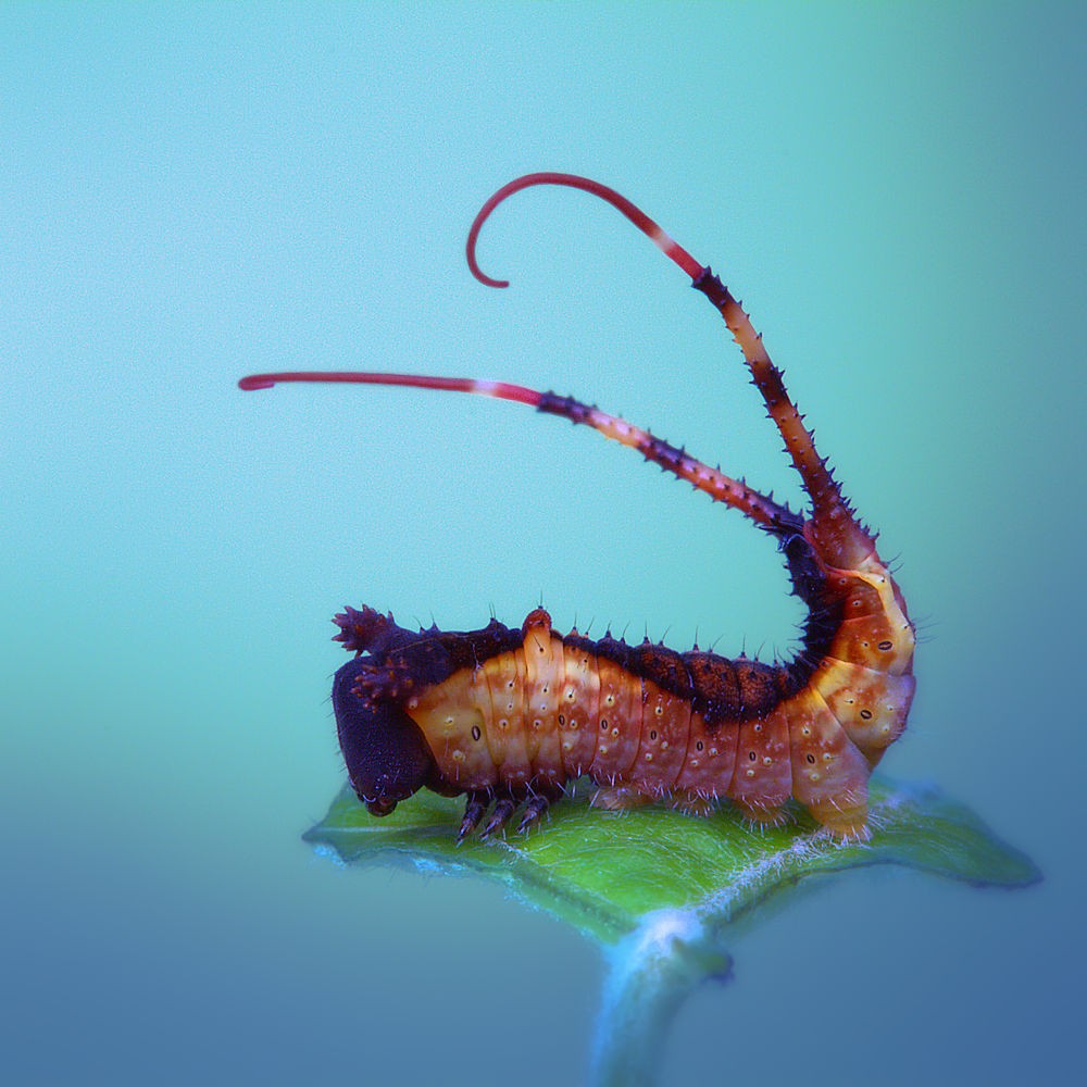 Tail threads