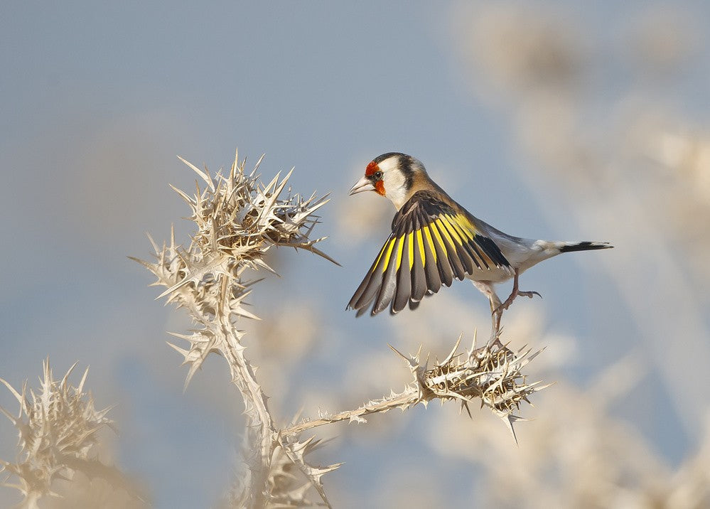 Goldfinch - carefull