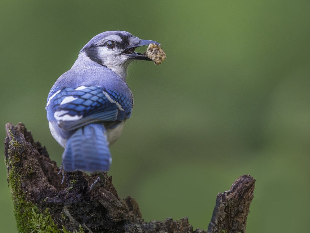 Backyard Bird