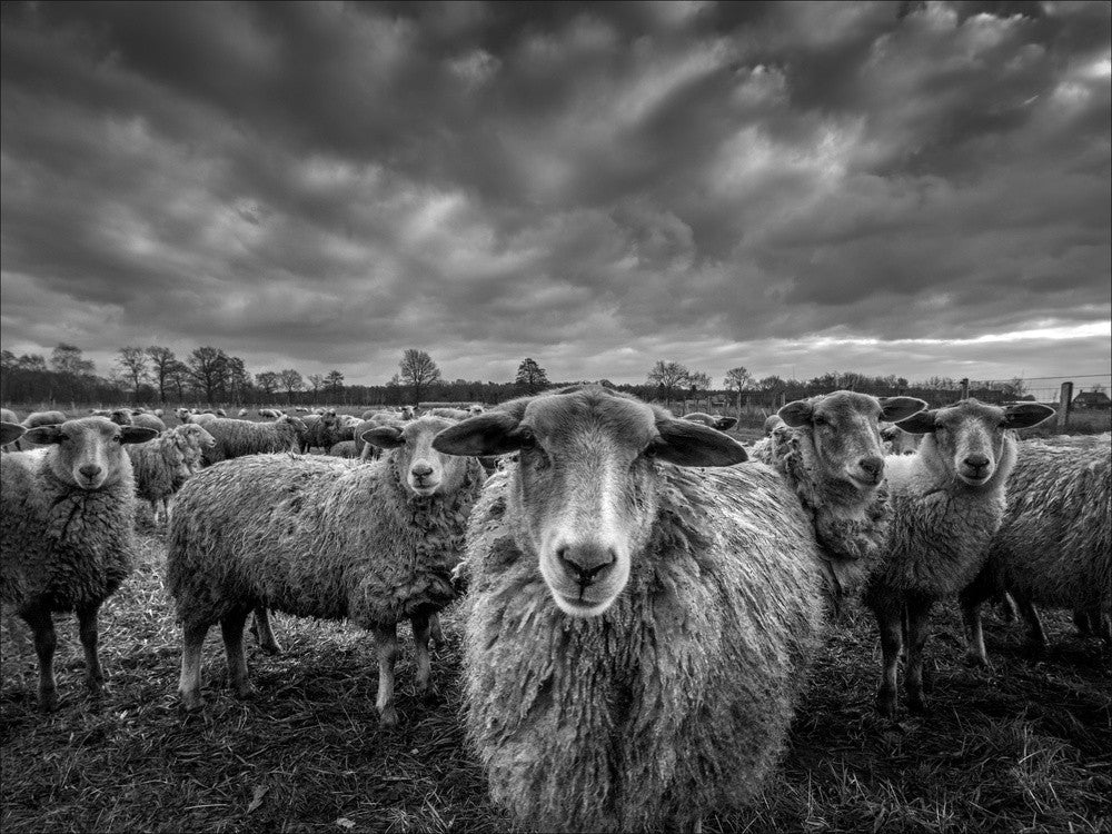  only sheep