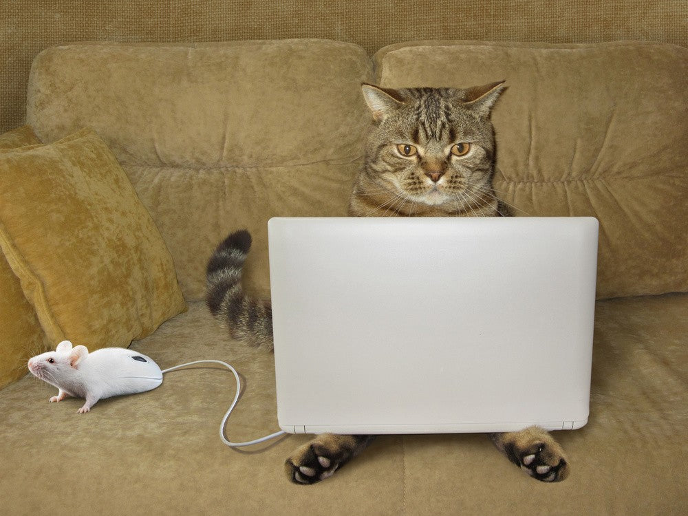 Cat-hacker...